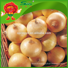 Fresh yellow onion 2015 new crop